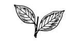 AIADMK